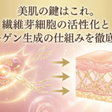 美肌の鍵はこれ。繊維芽細胞の活性化とコラーゲン生成の仕組みを徹底解説。