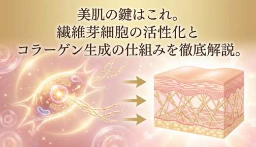 美肌の鍵はこれ。繊維芽細胞の活性化とコラーゲン生成の仕組みを徹底解説。