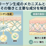 コラーゲン生成のメカニズムとは？その働きと主要な成分を解説